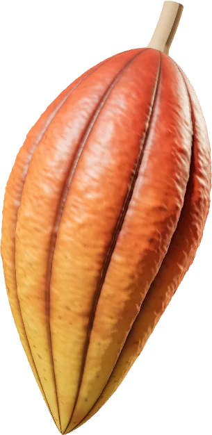 Dried cacao beans
